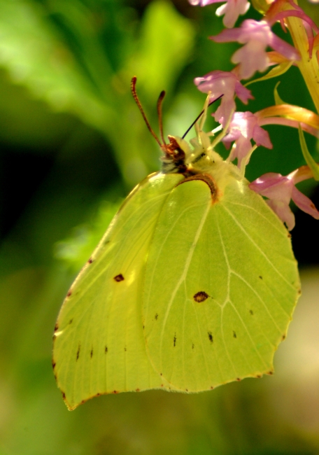 Gonepteryx rhamni